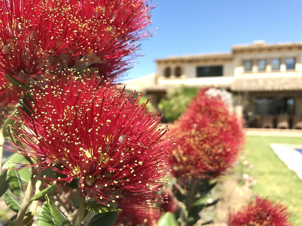 Moliner Premium Villa بويينسا